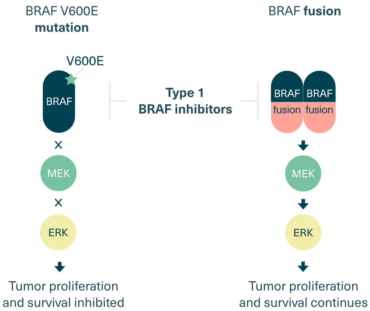 Comparison of BRAF mutation and fusion inhibition from type 1 BRAF inhibitors