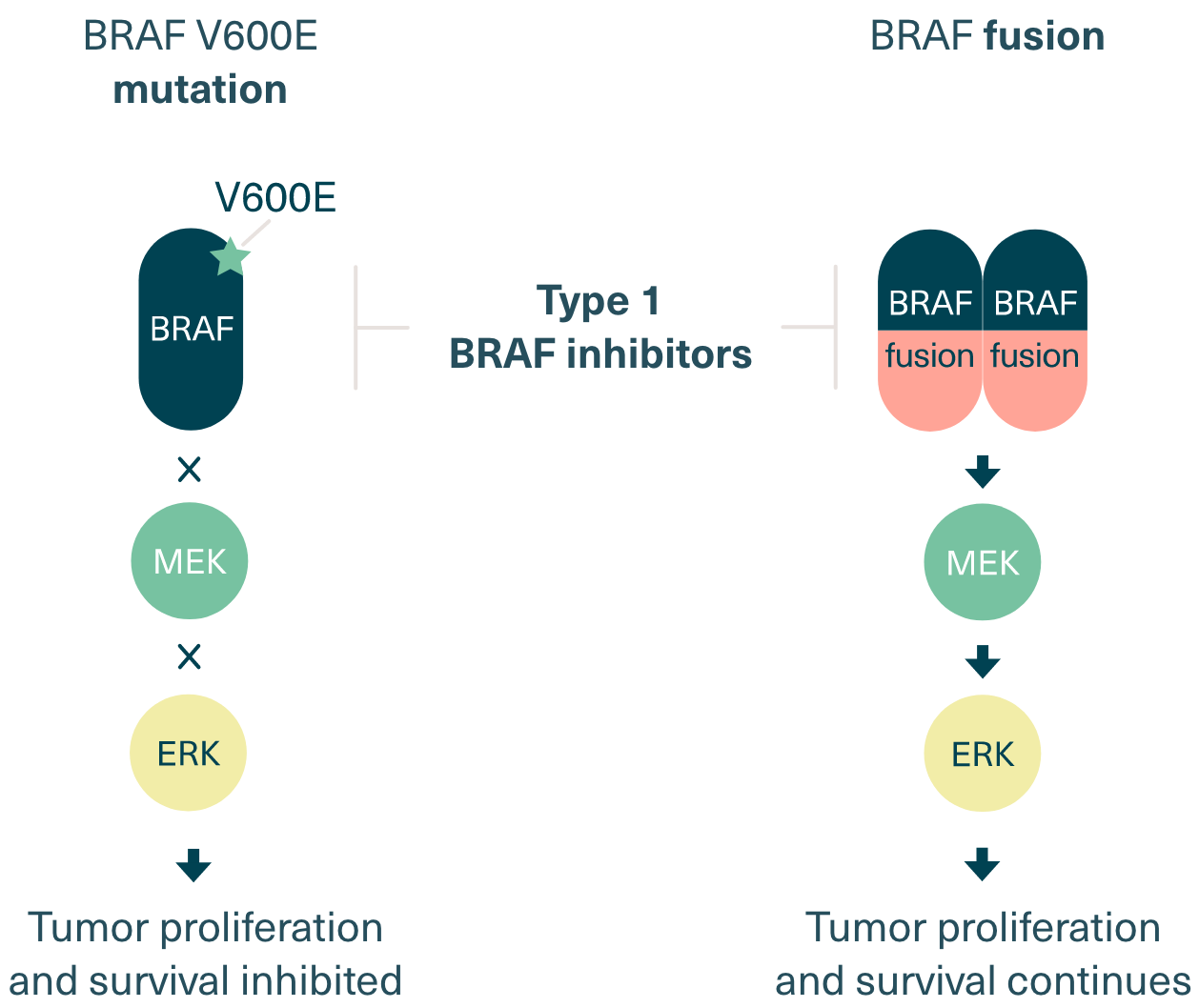 Targeting BRAF in pLGG Day One Biopharmaceuticals
