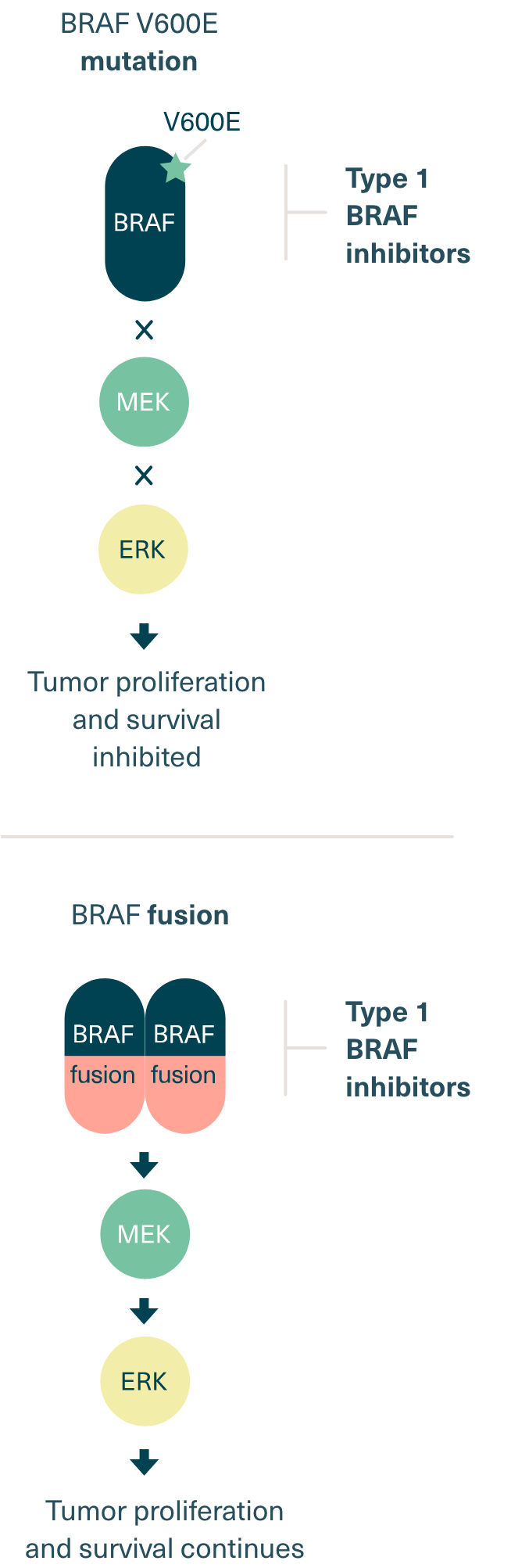 Comparison of BRAF mutation and fusion inhibition from type 1 BRAF inhibitors
